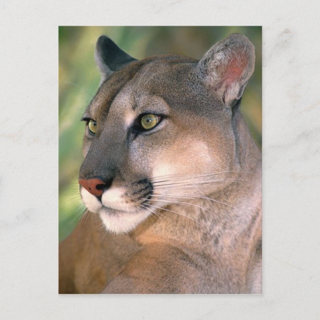 Cartão Postal Puma, Califórnia (Frente)