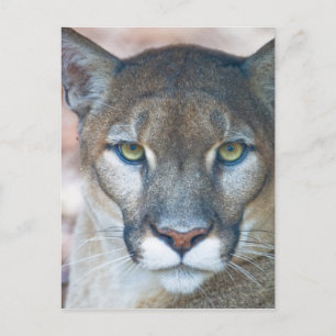 Cartão Postal Puma, leão-da-montanha, pantera-da-flórida, Puma