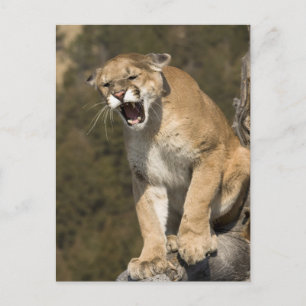 Cartão Postal Puma ou leão de montanha, puma concolor, Captive 