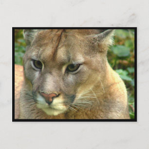 Cartão Postal Puma Selvagem