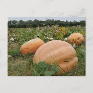 Cartão Postal Pumpkin