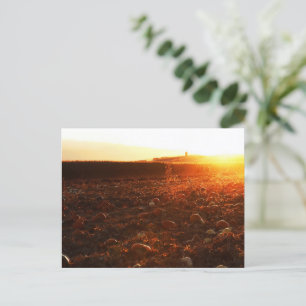 Cartão Postal Pumpkin amarelo sunset
