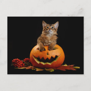 Cartão Postal Pumpkin Assustado Do Halloween E Kitten Somali
