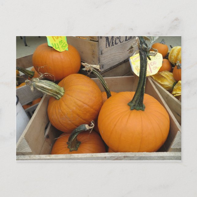 Cartão Postal Pumpkin Bunch (Frente)