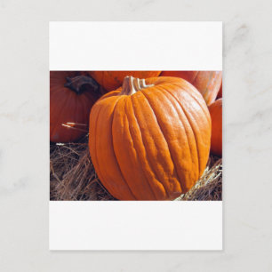 Cartão Postal Pumpkin Laranja