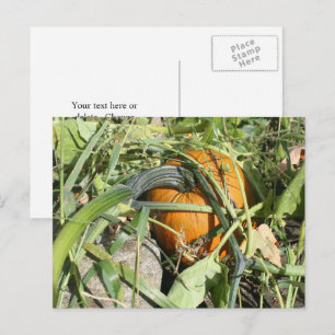 Cartão Postal Pumpkin Na Vinha Fotografia Personalizada