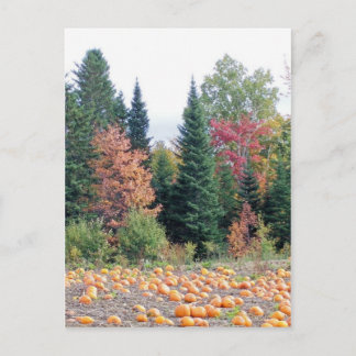 Cartão Postal Pumpkin Patch