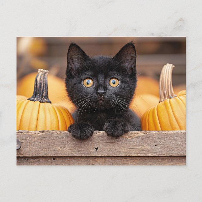 Cartão Postal Pumpkin Patch Kitten (Frente)