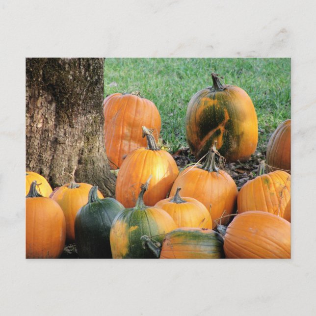 Cartão Postal Pumpkin Patch Por Uma Árvore (Frente)