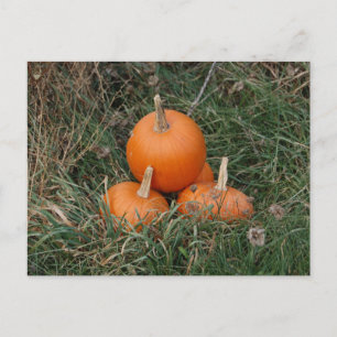 Cartão Postal Pumpkins
