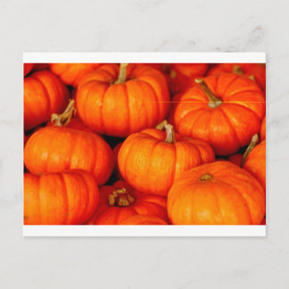 Cartão Postal Pumpkins