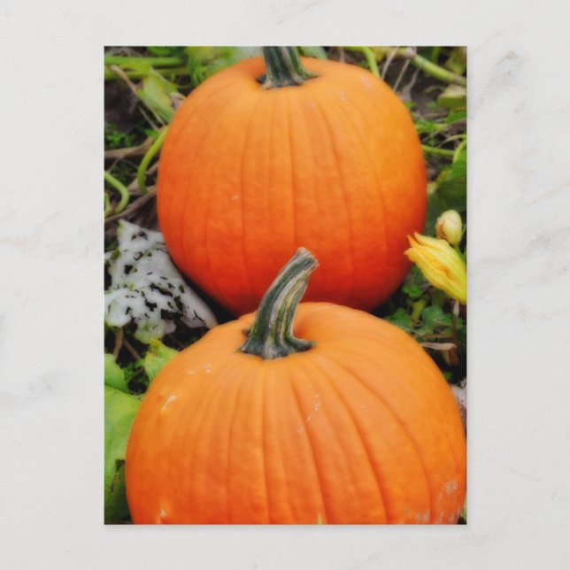 Cartão Postal Pumpkins (Frente)