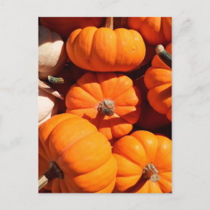 Cartão Postal Pumpkins
