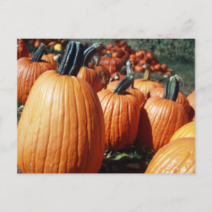 Cartão Postal Pumpkins