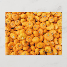 Cartão Postal Pumpkins de Colheita de Pequeno Laranja