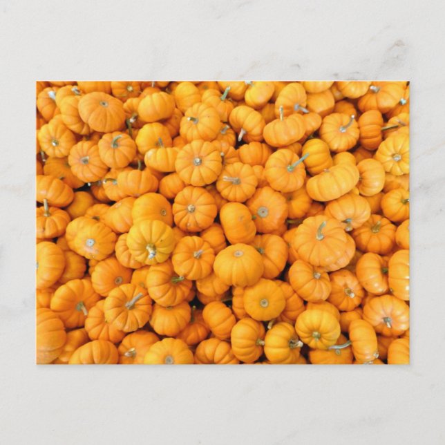 Cartão Postal Pumpkins de Colheita de Pequeno Laranja (Frente)