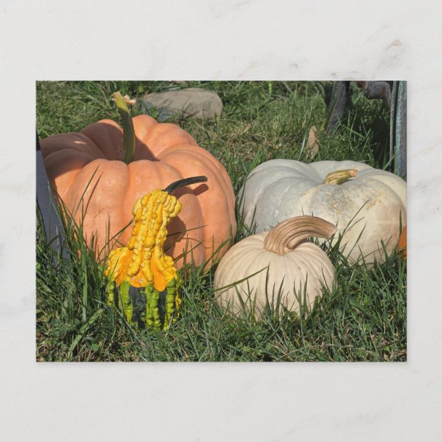 Cartão Postal Pumpkins e Gourds (Frente)