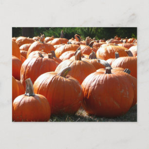 Cartão Postal Pumpkins Foto para Queda, Dia das Bruxas ou Ação d