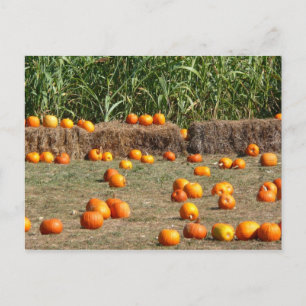 Cartão Postal Pumpkins, Milho e Fotografia de Colheita de outono