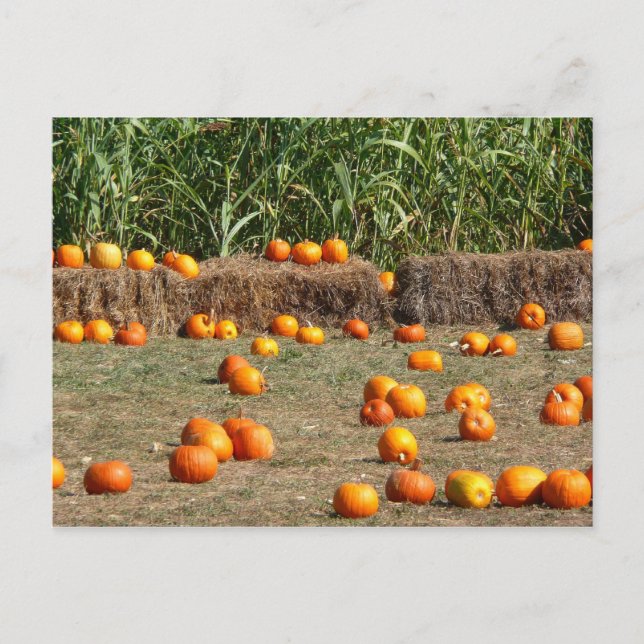 Cartão Postal Pumpkins, Milho e Fotografia de Colheita de outono (Frente)
