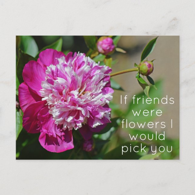 Cartão Postal Pun De Flor De Algodão Cor-De-Rosa (Frente)