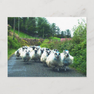 Cartão Postal Punk Sheep na Península de Beara Irlanda