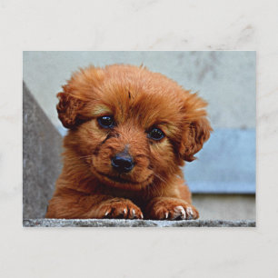 Cartão Postal Pup Doce