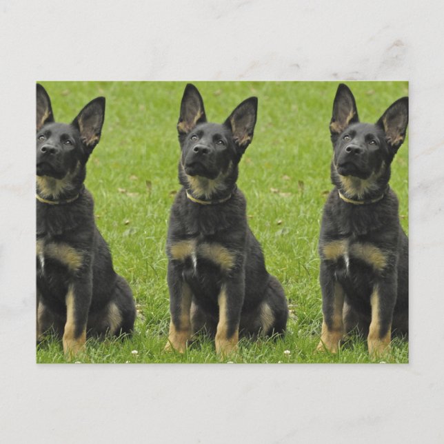 Cartão Postal Pup GSD preto e torto (Frente)