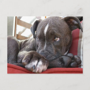 Cartão Postal Pup Pitbull