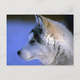 Cartão Postal Pup Siberian Husky