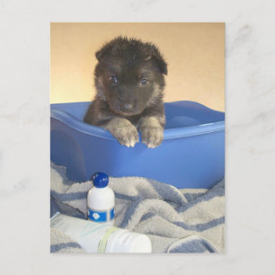 Cartão Postal Puppies Bath Time