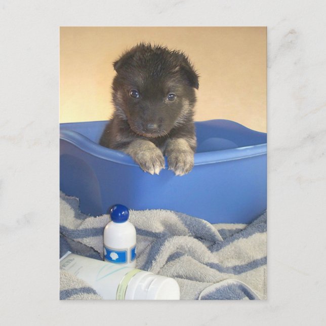 Cartão Postal Puppies Bath Time (Frente)