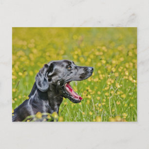 Cartão Postal Puppy 16 Meses