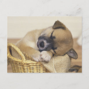 Cartão Postal Puppy 3