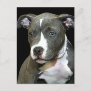 Cartão Postal Puppy Azul