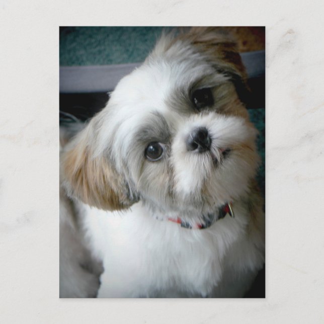 Cartão Postal Puppy Buddie (Frente)