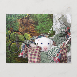 Cartão Postal Puppy Carruagem Ride