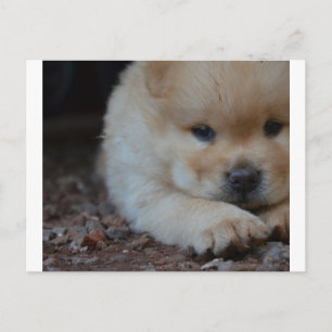 Cartão Postal puppy chow chow.png