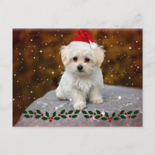 Cartão Postal Puppy de Natal maltês
