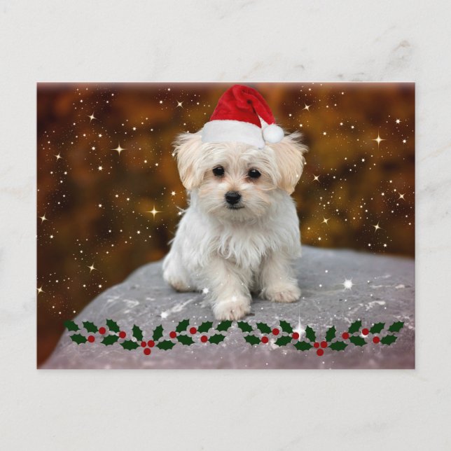Cartão Postal Puppy de Natal maltês (Frente)