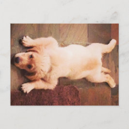 Cartão Postal Puppy Lay Engraçado