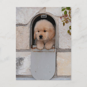 Cartão Postal Puppy Mail