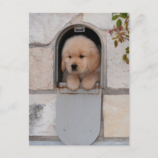 Cartão Postal Puppy Mail