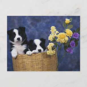 Cartão Postal Puppy Picture