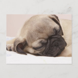 Cartão Postal Puppy Sonhando