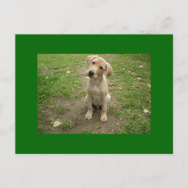 Cartão Postal Puppy Tills Head Labrador