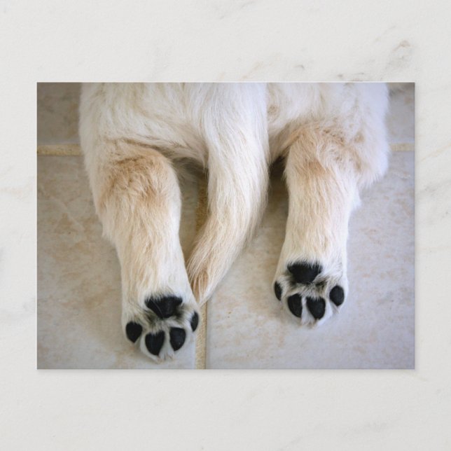 Cartão Postal Puppy Toes do ouro Retriever (Frente)