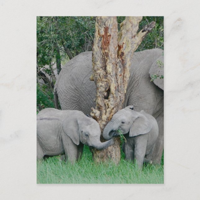 Cartão Postal Pura Bliss (Frente)