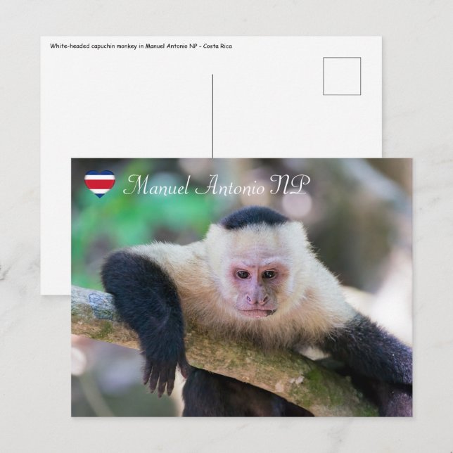 Cartão Postal Pura vida para macaco-prego branco (Frente/Verso)