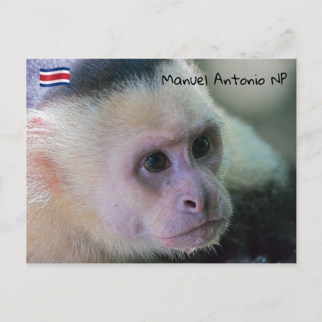 Cartão Postal Pura vida para macaco-prego branco (Frente)